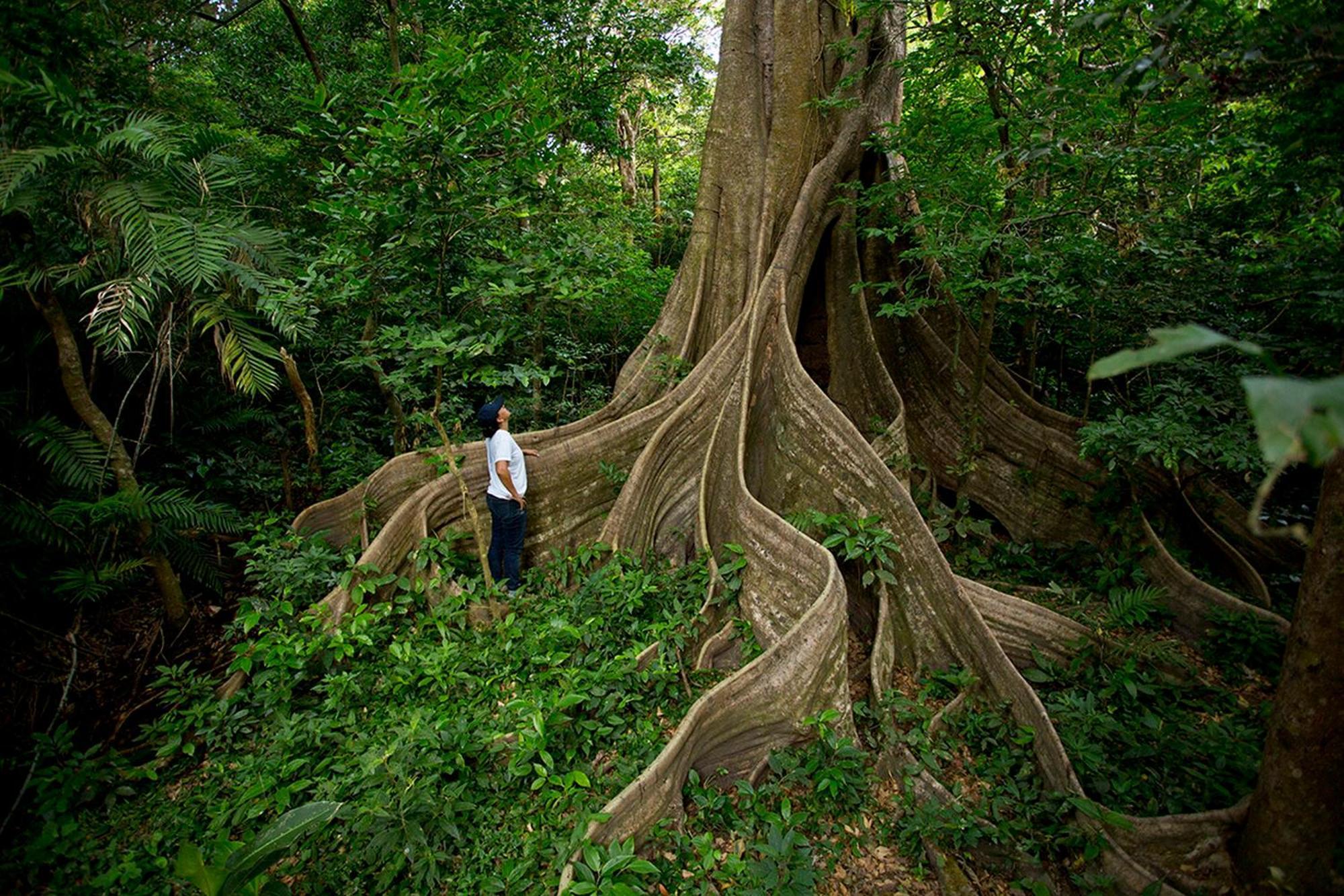 Buena Vista Del Rincon Eco Adventure Park Hotel & Spa Liberia Eksteriør bilde